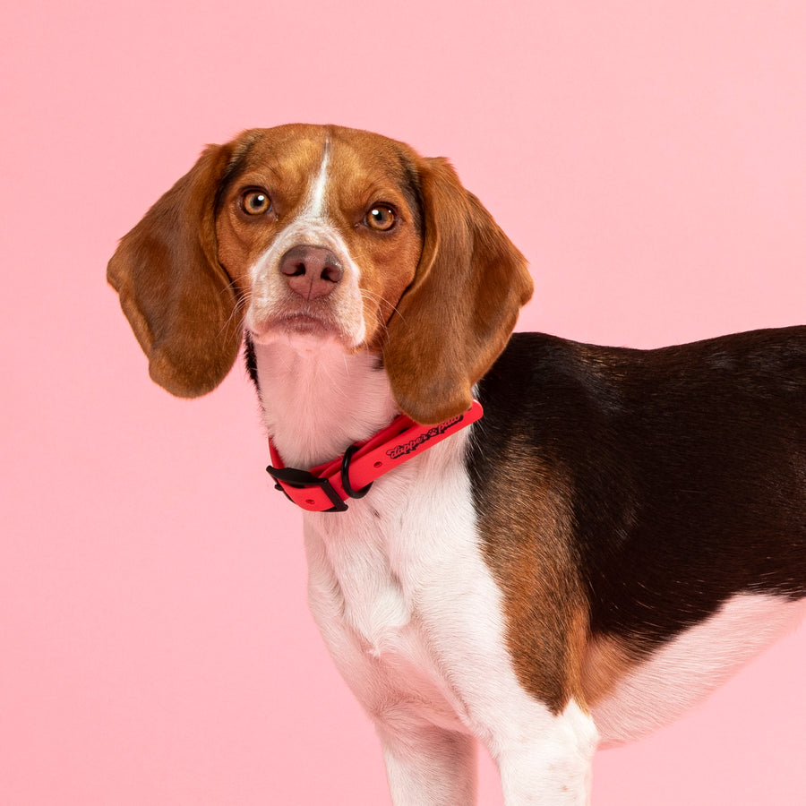 Waterproof Dog Collar - Pink Pow