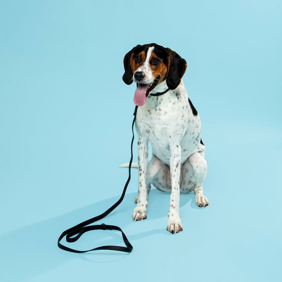 Waterproof Dog Leash - Pepper