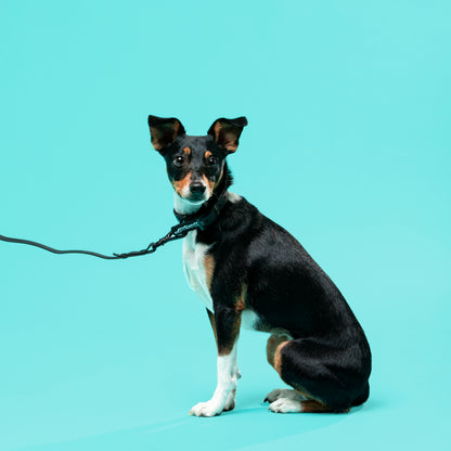 Waterproof Dog Collar - Pepper