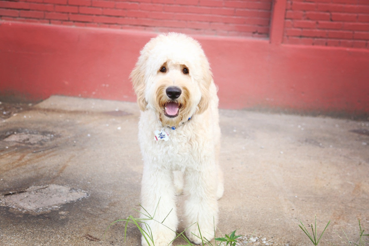 Spring Geometric Pet ID Tag - The Dapper Paw
