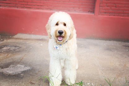 Spring Geometric Pet ID Tag - The Dapper Paw
