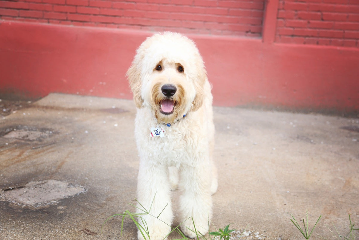 Christmas Truck Pet ID Tag - The Dapper Paw