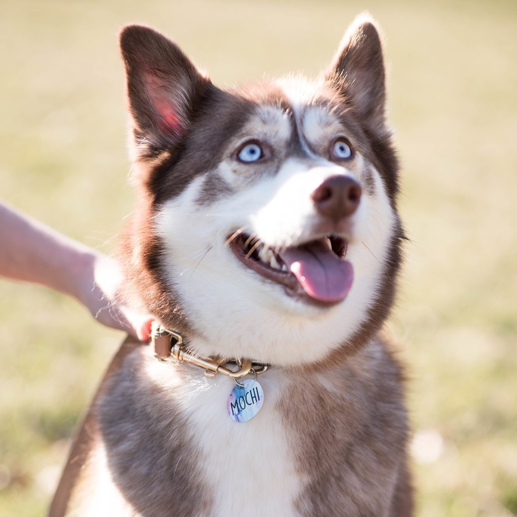 Pastel Watercolor Pet ID Tag - The Dapper Paw