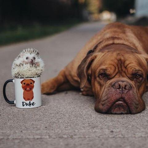 Dogue De Bordeaux Mug - The Dapper Paw