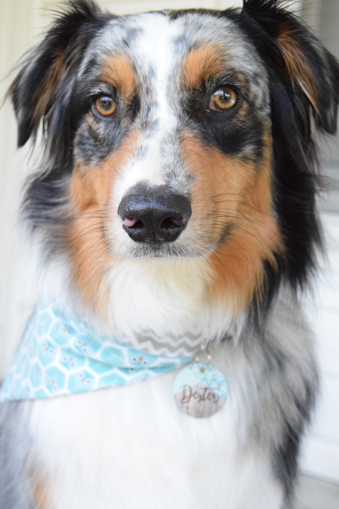 Spring Geometric Pet ID Tag - The Dapper Paw