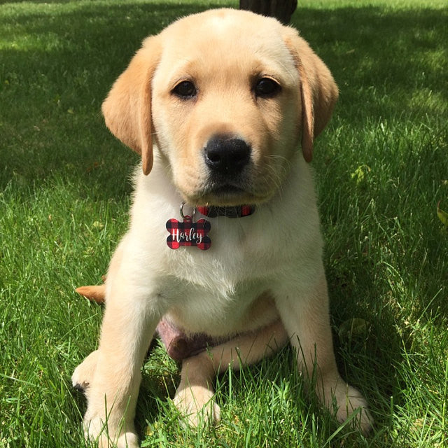 Spring Geometric Pet ID Tag - The Dapper Paw