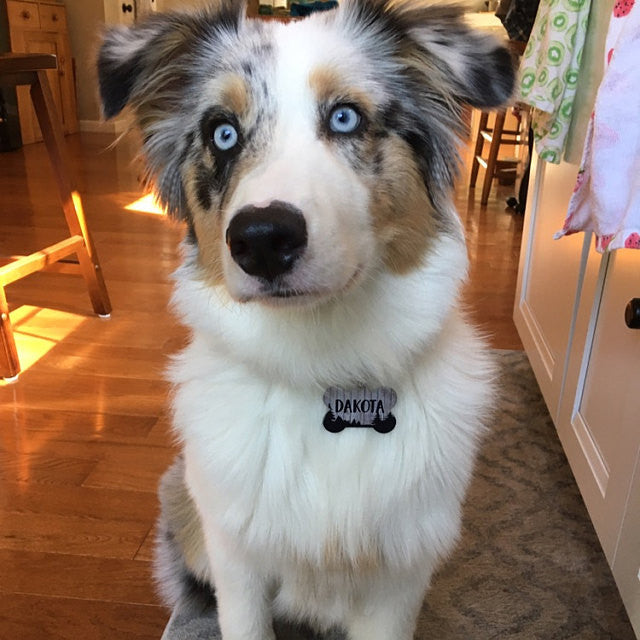 Spring Geometric Pet ID Tag - The Dapper Paw